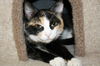 Mollie - Visit Me!