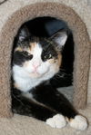 Mollie - Visit Me!