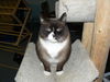 Mr. Mocha