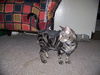 Mitzi