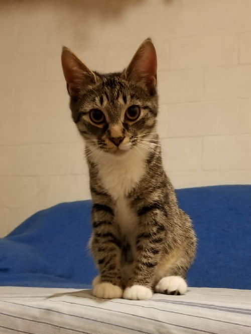 Annie Bailey - Polydactyl Sweety