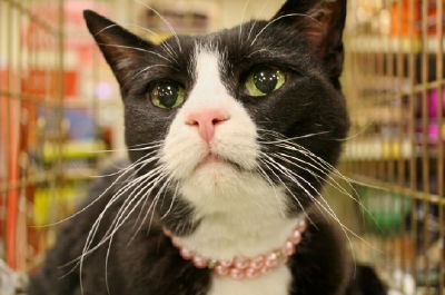 Mittens - Lap Cat