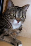 Missy