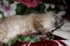 Molly