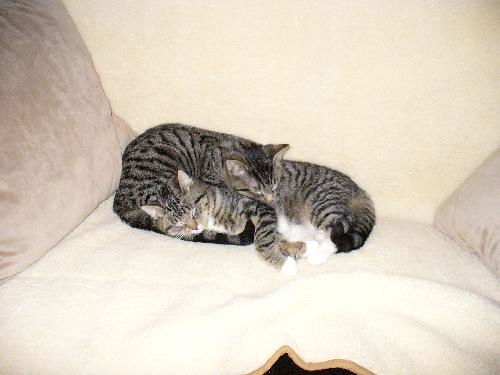 Ronnie -ADOPTED