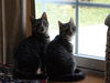 Ronnie -ADOPTED