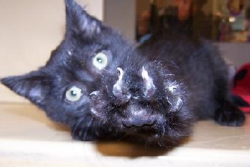 Mouser