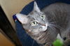 Moxie - UPDATED