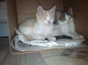 Ronnie and Rosie