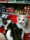 Ronnie and Rosie