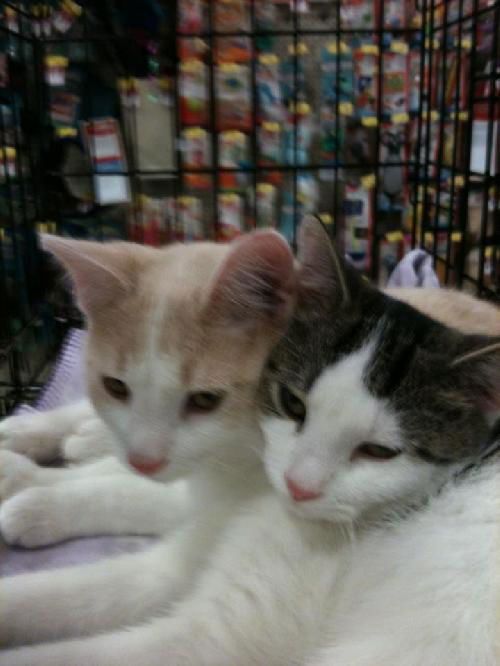 Ronnie and Rosie