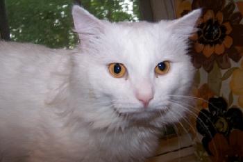 Rob Roy (Robbie)