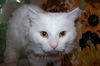 Rob Roy (Robbie)