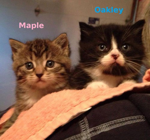 Maple and Oakley