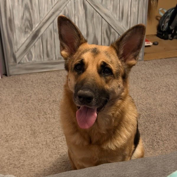 German Shepherd