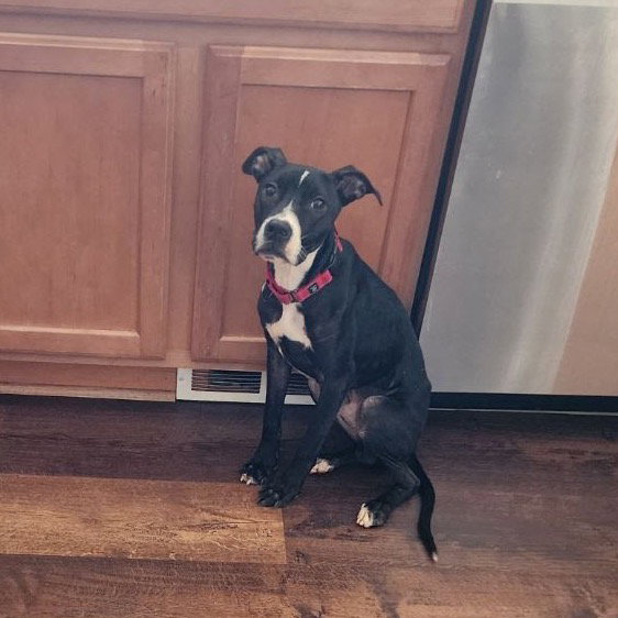 Pit Bull
