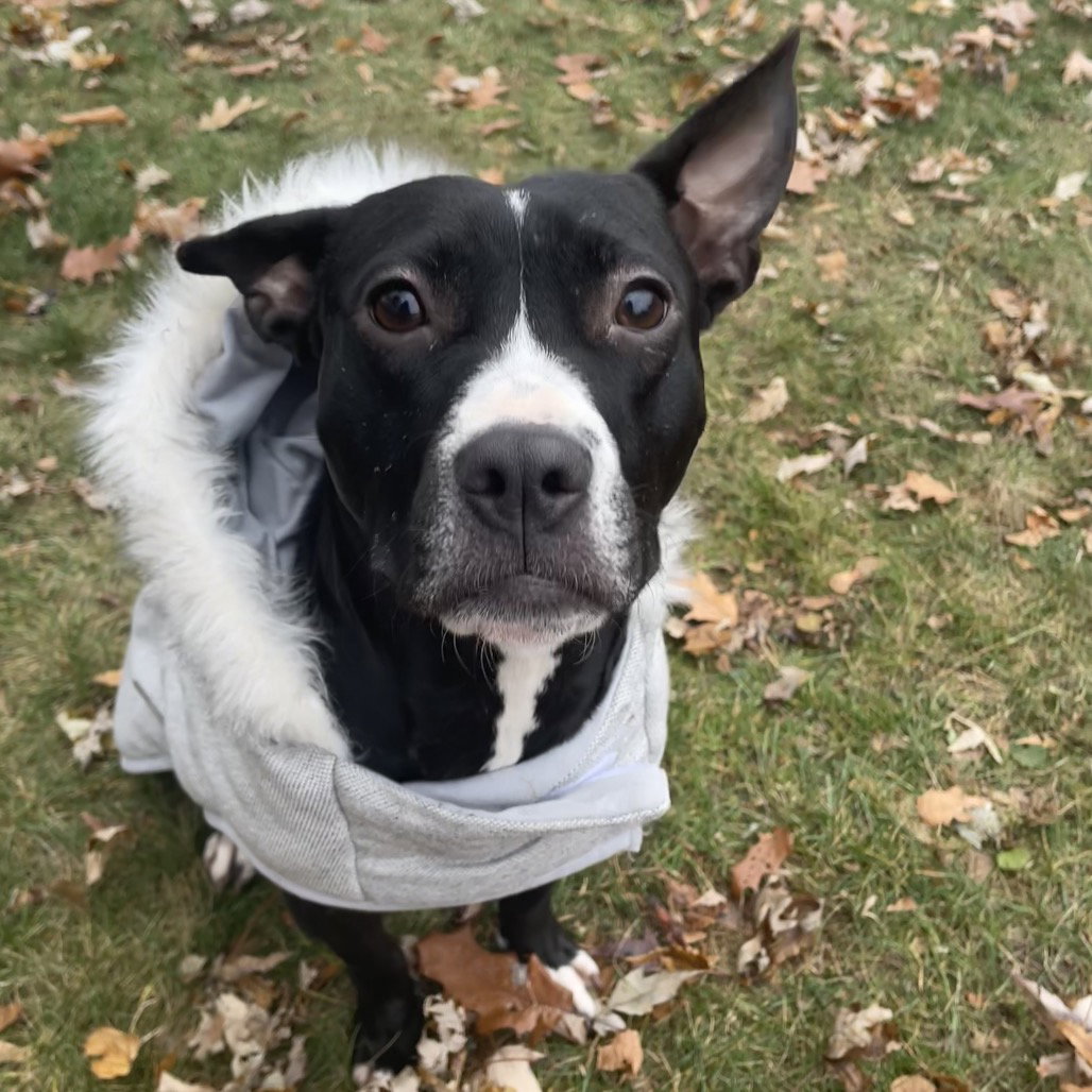 Pit Bull