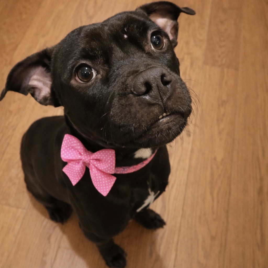 Pit Bull