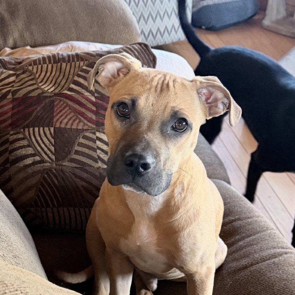 Scrappy Doo