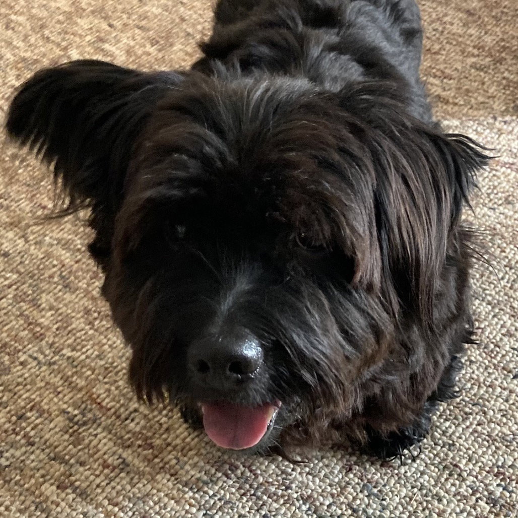 Terrier