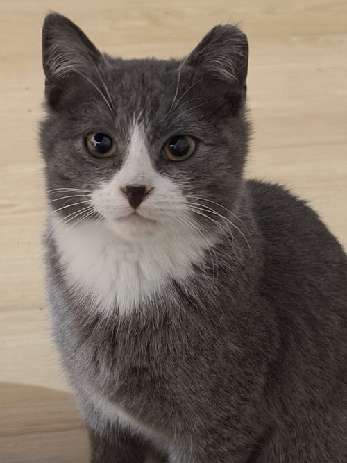 Ash, Baby Russian Blue / Mixed (short coat), cat for adoption in Camden, New Jersey