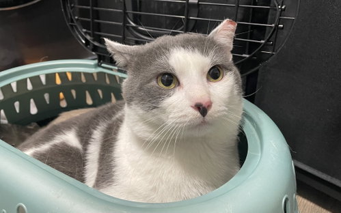 Bacon Cheeseburger, Adult Domestic Short Hair / Mixed (short coat), cat for adoption in Camden, New Jersey