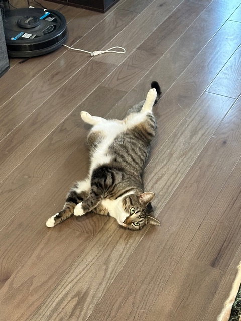 Kitty, Young Domestic Short Hair / Mixed (short coat), cat for adoption in Camden, New Jersey