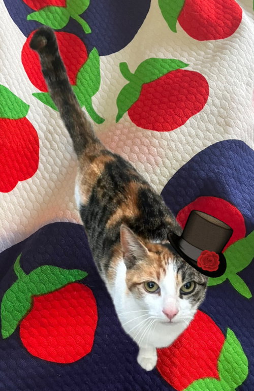 Pearl, Baby Domestic Short Hair (short coat), cat for adoption in Camden, New Jersey