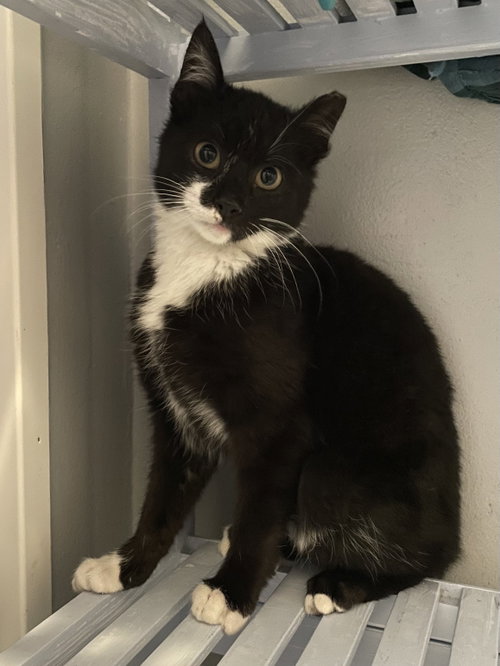 Rocket, Baby Domestic Short Hair (short coat), cat for adoption in Camden, New Jersey