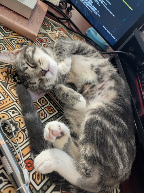 Ruthie (a.k.a. speed bump), Baby Domestic Short Hair / Mixed (short coat), cat for adoption in Camden, New Jersey