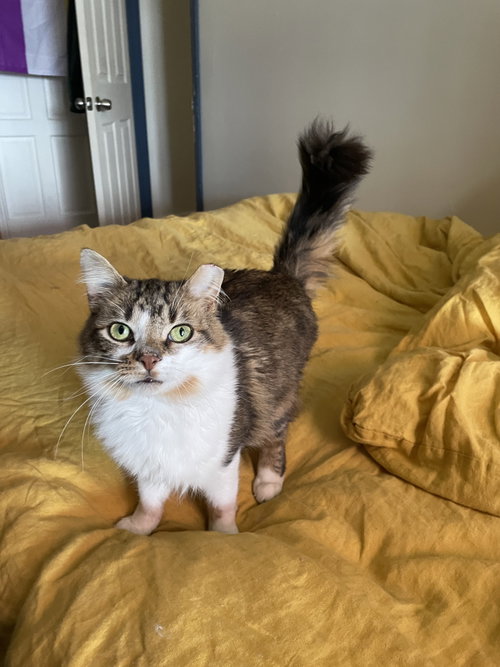 Sasquatcmo, Baby Domestic Long Hair / Mixed (long coat), cat for adoption in Camden, New Jersey