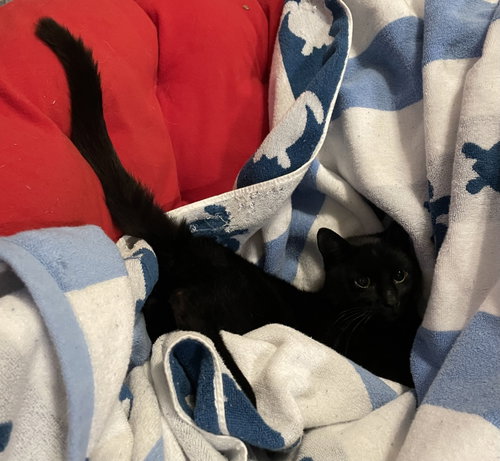 Serafina, Young Bombay / Mixed (short coat), cat for adoption in Camden, New Jersey