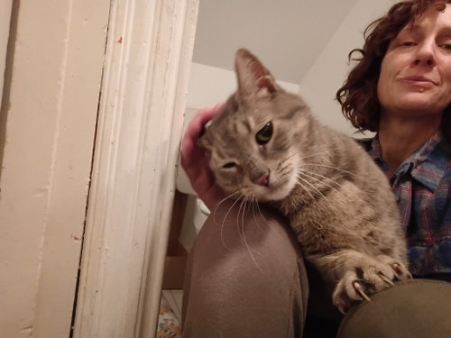 Snuggs - LAP CAT, Young Domestic Short Hair (short coat), cat for adoption in Camden, New Jersey