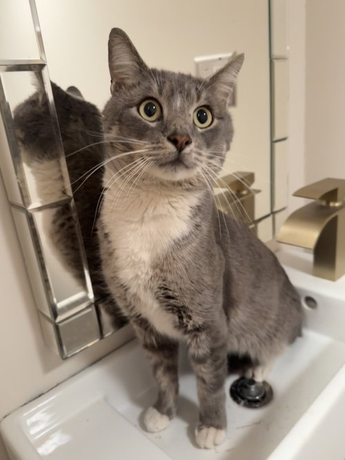 Vincent Filbert, Adult Domestic Short Hair / Mixed (short coat), cat for adoption in Camden, New Jersey
