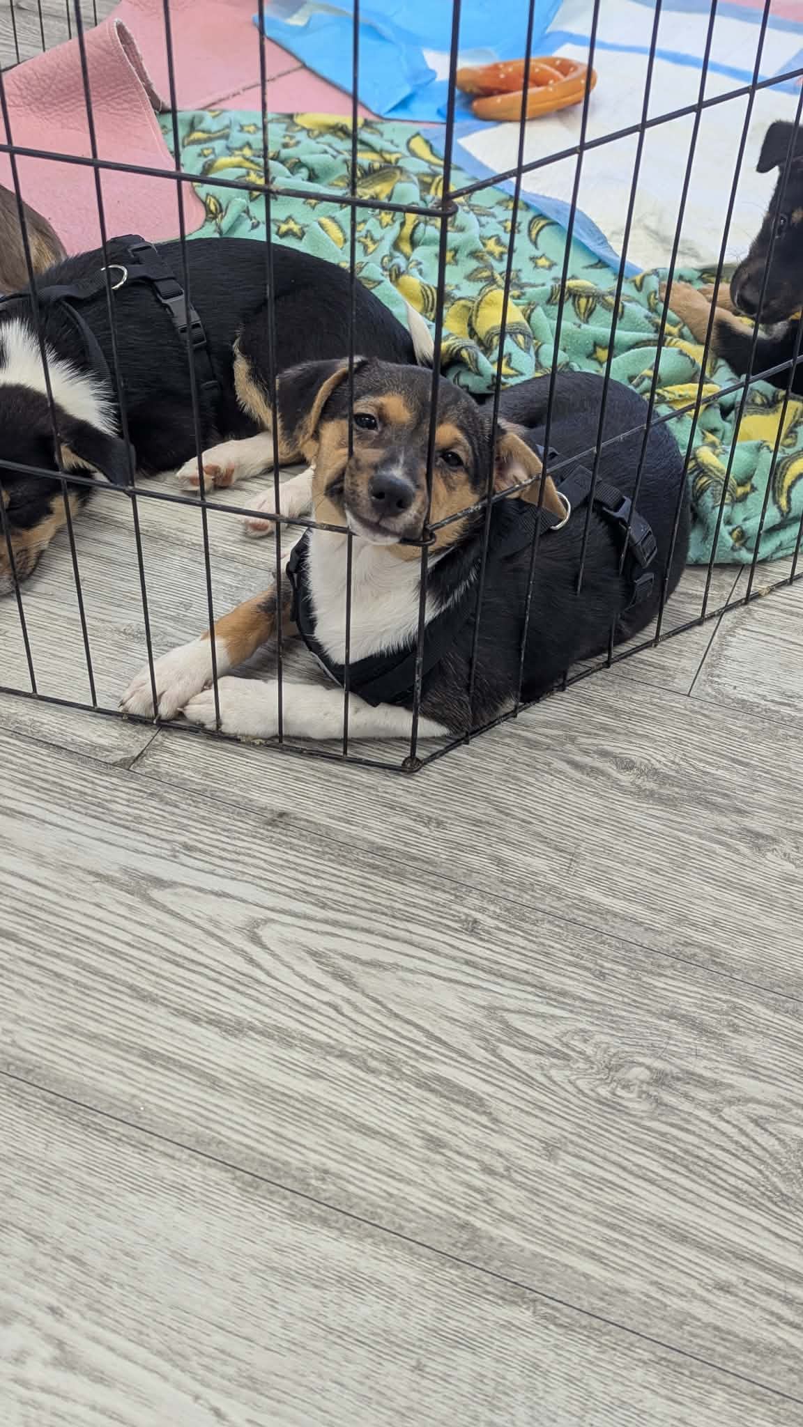 Corgi