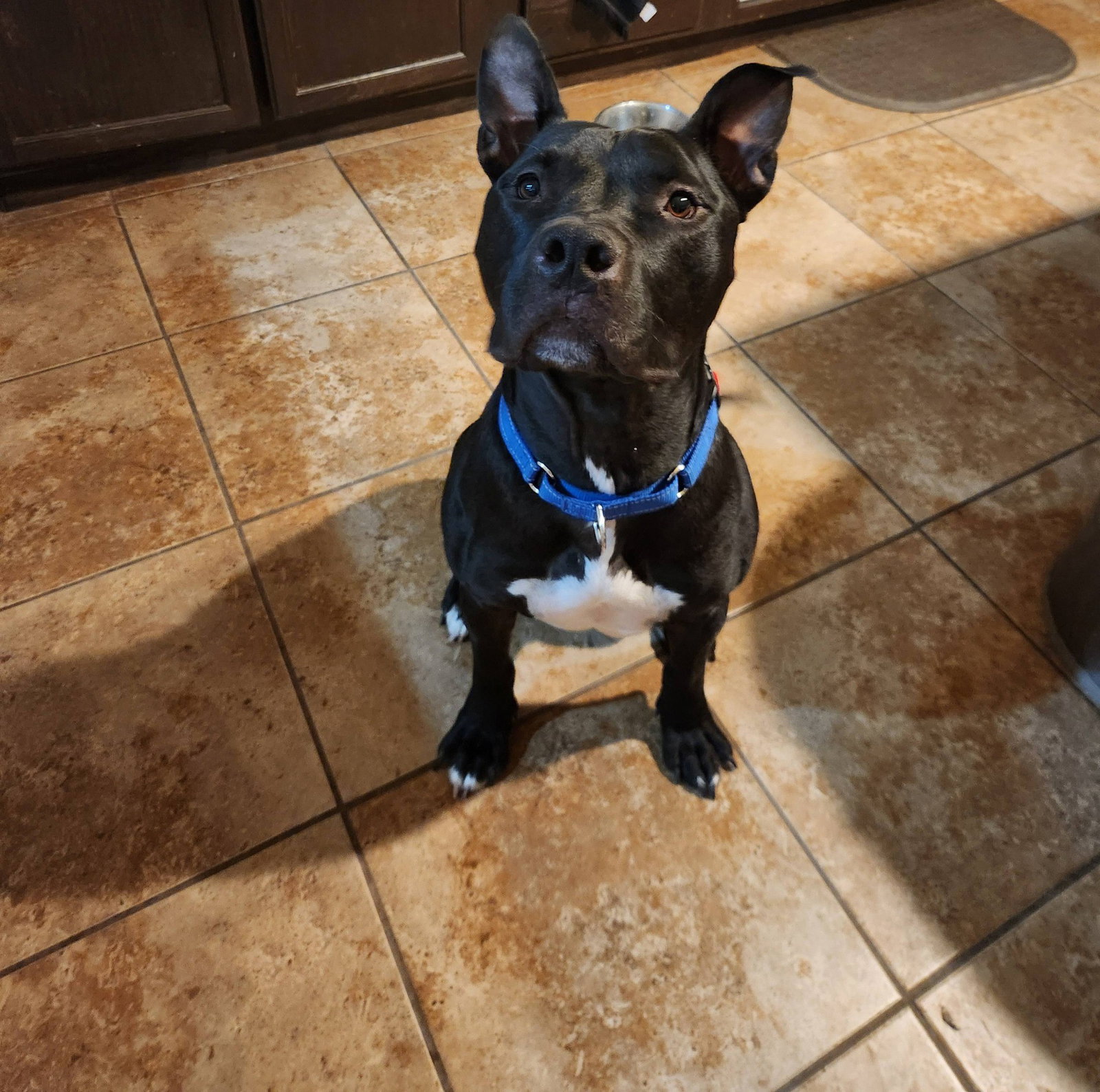 Pit Bull