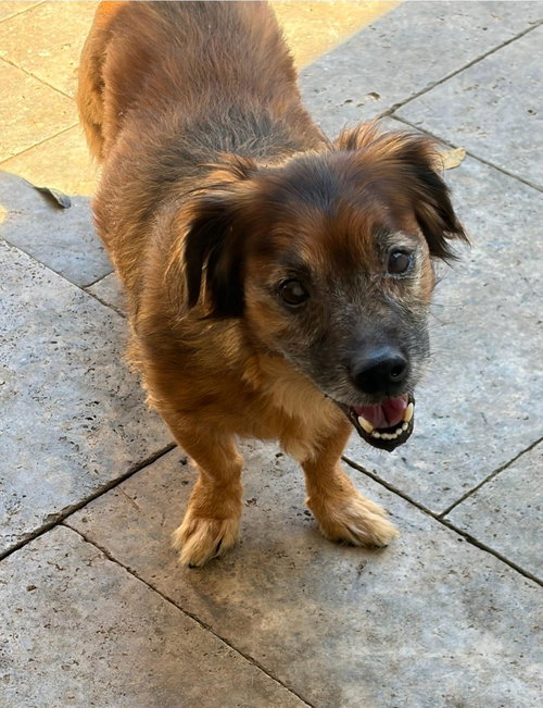COCO, an adoptable Pekingese in SW Ranches, FL