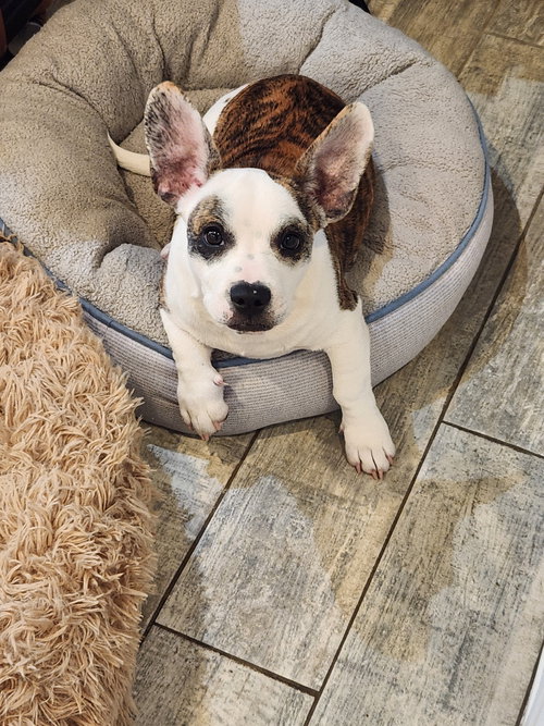 Nano, an adoptable Terrier in SW Ranches, FL