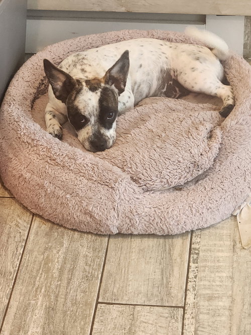 Nana, an adoptable Terrier in SW Ranches, FL