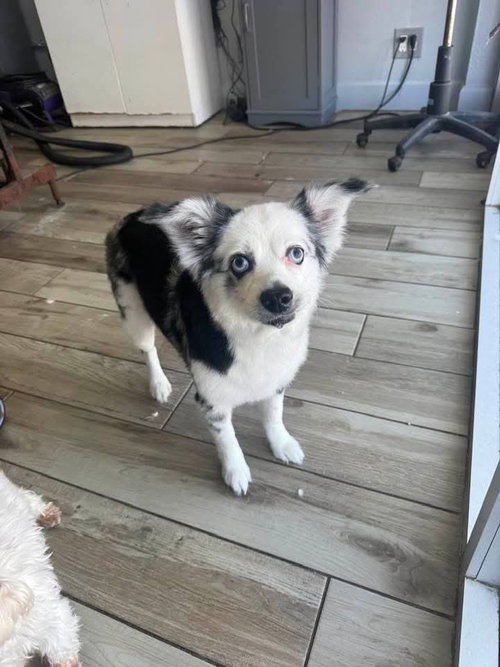 Frank sinatra, an adoptable Unknown breed in SW Ranches, FL