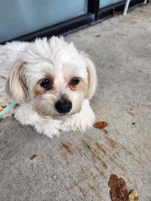 Bree, an adoptable Unknown breed in SW Ranches, FL
