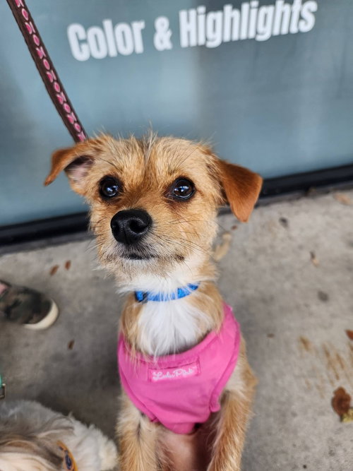Peanut, an adoptable Unknown breed in SW Ranches, FL