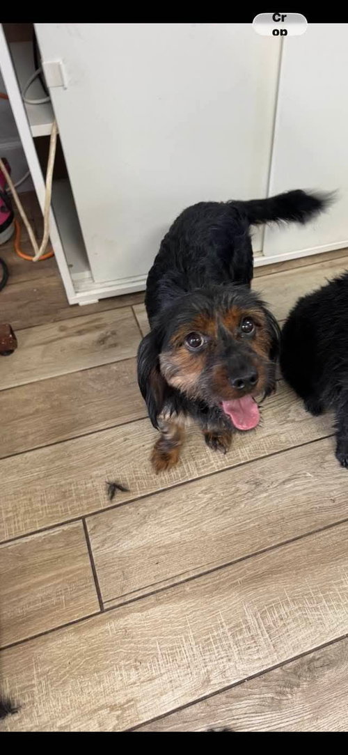 Milo, an adoptable Unknown breed in SW Ranches, FL