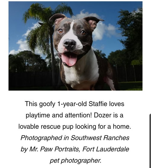 Dozer, an adoptable Terrier in SW Ranches, FL