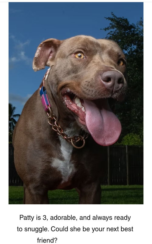 Patty, an adoptable Unknown breed in SW Ranches, FL