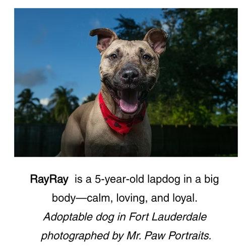 Rayray, an adoptable Unknown breed in SW Ranches, FL