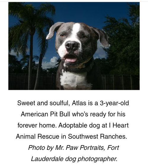 Atlas, an adoptable Unknown breed in SW Ranches, FL