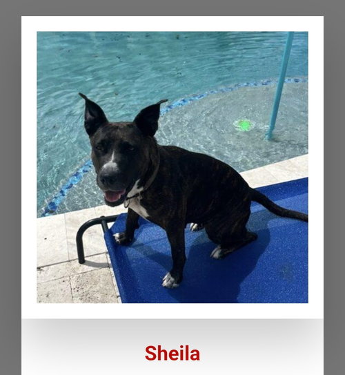 Sheila, an adoptable Terrier in SW Ranches, FL