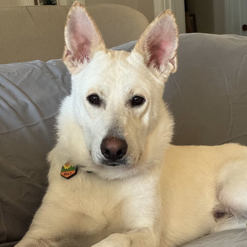 Billy, an adoptable Shepherd in ROSEVILLE, CA