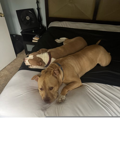 Apollo, an adoptable Pit Bull Terrier in ROSEVILLE, CA